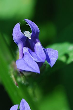 Archivo:Great Blue Lobelia (Lobelia siphilitica)