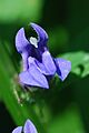 Great Blue Lobelia (Lobelia siphilitica)