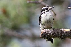 Archivo:Hairy woodpecker, Picoides villosus; WY