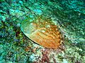 Haliotis rubra P2164176