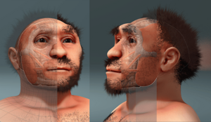 Archivo:Homo erectus pekinensis, forensic facial reconstruction