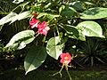 Jatropha integerrima 1