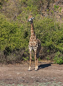 Jirafa (Giraffa camelopardalis), parque nacional de Chobe, Botsuana, 2018-07-28, DD 106.jpg