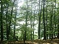 Lenkeran1