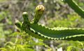 Leptocereus grantianus (5840573150)