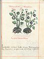 Libellus de medicinalibus Indorum herbis f. 29r