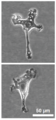 Microglia lamelipodio