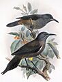 Moho braccatus