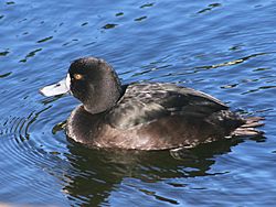 NZ Scaup 03.jpg