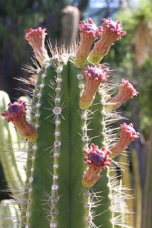 Archivo:Neobuxbaumia euphorbioides - Adelaide Botanic Gardens