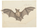 Nyctophilus major - 1700-1880 - Print - Iconographia Zoologica - Special Collections University of Amsterdam - UBA01 IZ20700133