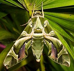 Archivo:Oleander Hawk-moth Daphnis nerii