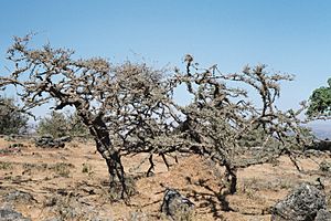 Archivo:Oman Dhofar Frankincense