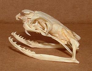 Archivo:Ophiophagus hannah skull