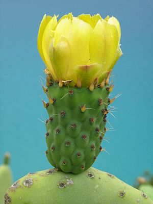 Archivo:Opuntia ficus-indica foto Roberto Tonetti jun2007