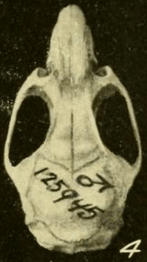 Archivo:Oryzomys couesi regillus dorsal
