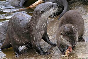 Archivo:Otters at feeding time 2004 SMC