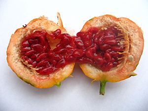 Archivo:Passiflora caerulea (2005 10 08) - vrucht open (1)