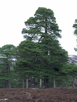 Archivo:Pinus sylvestris1