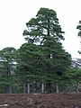 Pinus sylvestris1