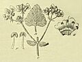 Pityrodia viscida-P. petiolaris-Hermiphora elderi-003