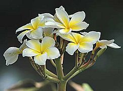 Plumeria alba flowers