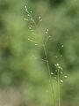 Poa palustris