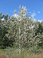 Populus alba 01