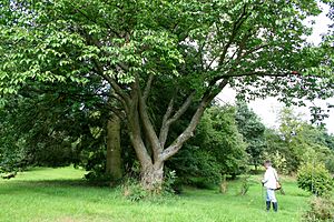 Archivo:Prunus sargentii JPG1a