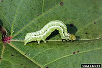 Archivo:Pseudoplusia includens larva
