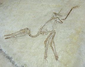 Pterodactylus antiquus 01 by Line1