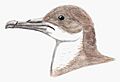 Puffinus holeae