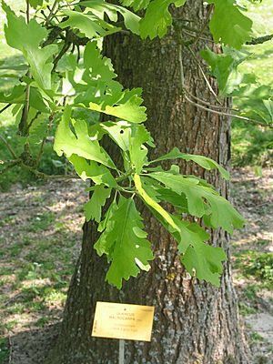 Archivo:Quercus macrocarpa JPG1b