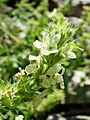 Sideritis hyssopifolia (BG Wroclaw)-3
