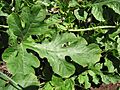 Starr-091108-9410-Citrullus lanatus-leaf-Olinda-Maui (24895981831)