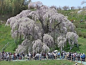 Archivo:TakiZakura2012Apr29(SakuraLooksWaterfall-MiharuFukushimaJapan)