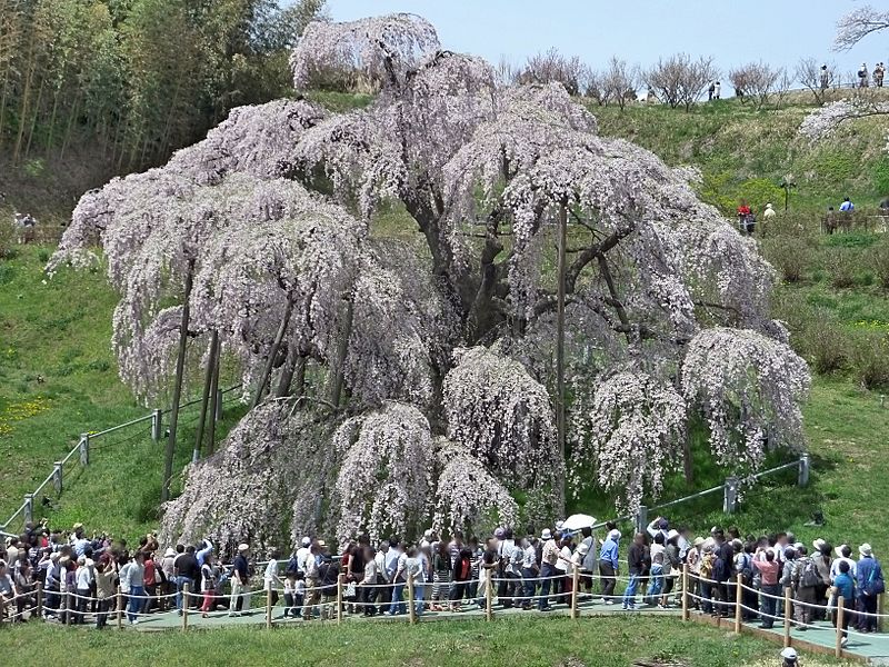 TakiZakura2012Apr29(SakuraLooksWaterfall-MiharuFukushimaJapan)