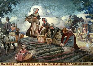 Archivo:The Shakers harvesting their famous herbs