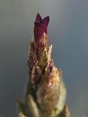 Archivo:Tillandsia brealitoensis (TS) 2-04726