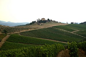 Archivo:Vineyards in Chianti Country