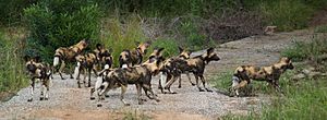 Archivo:Wild Dog Kruger National Park South Africa
