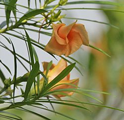 Archivo:Yellow Oleander (Thevetia peruviana) leaves & flowers in Kolkata W IMG 8008