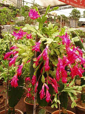 Archivo:ZygocactusTruncatus