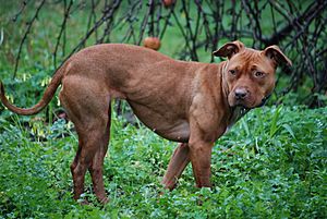 Archivo:007 American Pit Bull Terrier