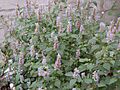 Agastache rugosa 01