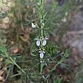 Agrimonia (Teucrium cubense)
