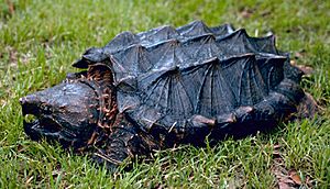 Archivo:Alligator snapping turtle