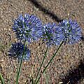 Allium caesium-IMG 0502