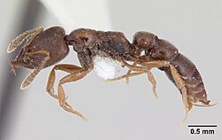 Amblyopone chilensis casent0172814 profile 1.jpg