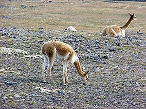 Archivo:Andes Nord Avril 03 vigognes 001